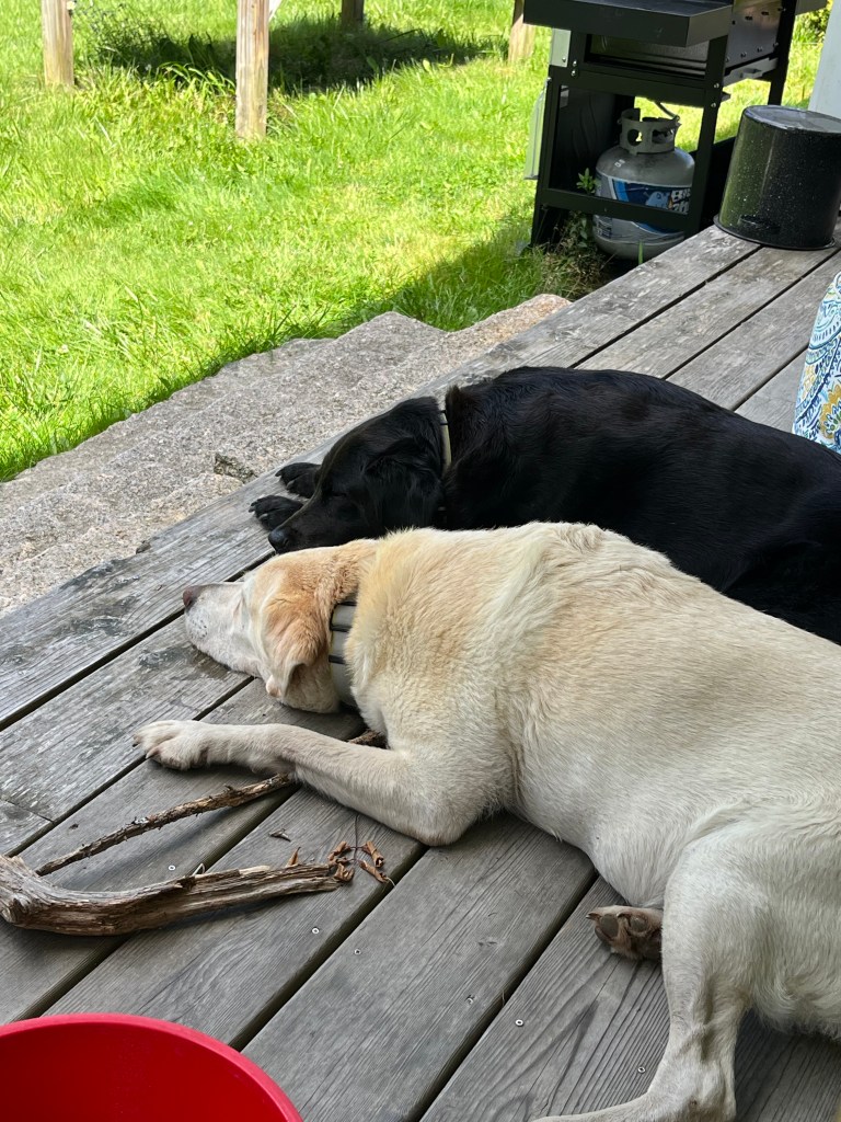 This image has an empty alt attribute; its file name is img_0974.jpeg